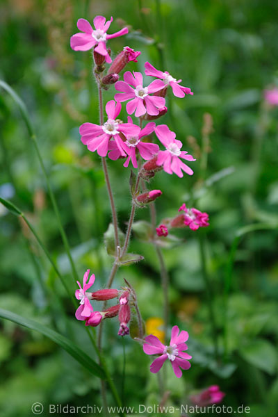 Lila-Rote Lichtnelken Dianthus Blten Wildblumen mit weier Mitte