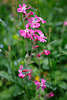 105798_Lila-Rote Lichtnelken Dianthus Blten Wildblumen mit weier Mitte
