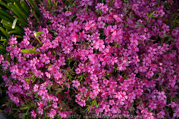Nelken Dianthus lila blhende Blumen Flora Bltenmotive