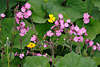 106281_Lichtnelken Violettblten in groen Grnblttern Wildblumen Naturbild