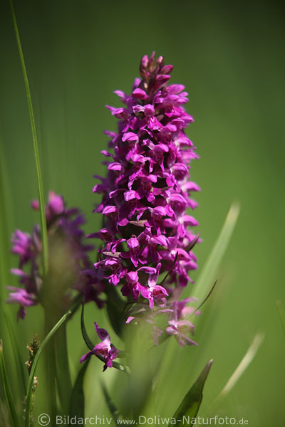 Orchideen violett Fleischfarbenes Knabenkraut Griffelsule Bltensule