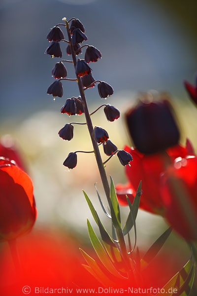 Kaiserkrone Fritillaria persica lila Glockenblte