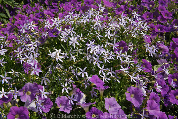 Petunienfeld violett Blmchen-Polster rundum hell-blau Blumensterne