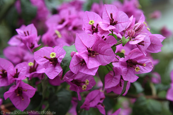 Violettblten mit Gelbmitte lila-Blmchen pinke Blumen mit Gelbstaubblatt