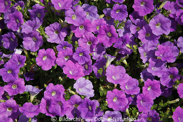 Petunie Petunia Surfina Sky Blue Blmchen Polster violett Rabatte