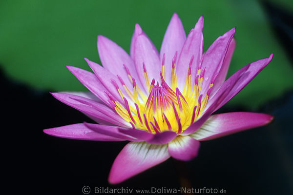 Seerose Nymphaea Hybride Blte lila-rot Wasserpflanze Prachtfarben im Wasser swimmend