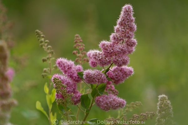 Rote Sommerspiere Goldflame lila Blten auf Rispe Spiraea Bltenstand
