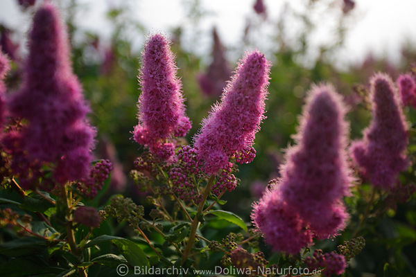 Spierenhecke lila Anthony Waterer Art rosarot Bltenstnde violett-rot