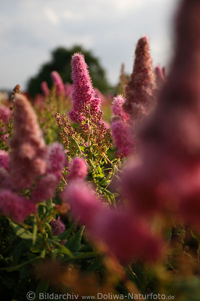 Rote Sommerspieren Bltenstnde mit Hrchen runde Knospen violett-rot Spiraea bumalda