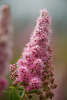 806052_ Spiere lila Bltenstand mit Hrchen, Tawula, Birch-leaved Spiraea image