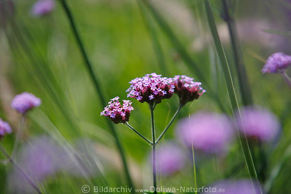 Thymian Dolden Miniblten lila Kleinblmchen Heilpflanze pinke Violettblumen