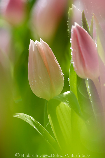 Tulpe hell-frisch in Gegenlicht gelbgrn mit Wassertropfen Zwiebelpflanze