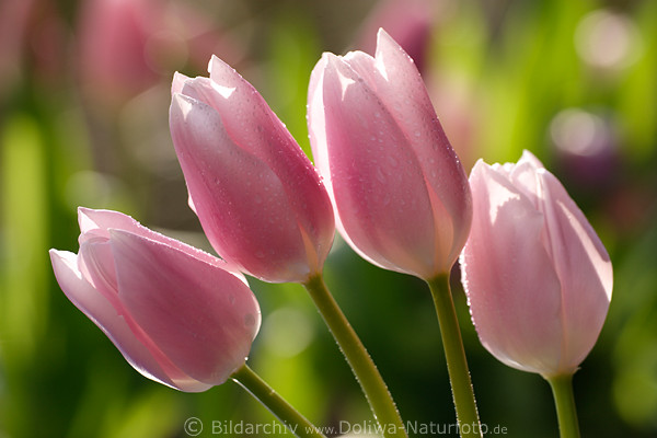 Tulpen Quartett hell frische 4 Lilablten nass mit Wassertropfen