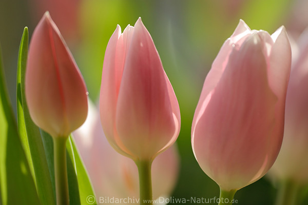 Tulpen-Trio Blumenblten Nahaufnahme frische Tulpe Lilablten