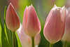 41167_ Tulpen Blumenblten Trio Nahaufnahme, frische Tulpe Lilablten, Tulipa gesneriana Liliengewchs Bild