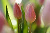 41185_ Tulpenblten Blmchen Foto im Seitenlicht, Tulipa gesneriana lila Schnittblumen Zwiebelpflanzen Bild