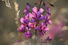 1102746_Schmalblttriges Weidenrschen Foto Epilobium angustifolium Violettblten in Grser Lichter hell Hintergrund