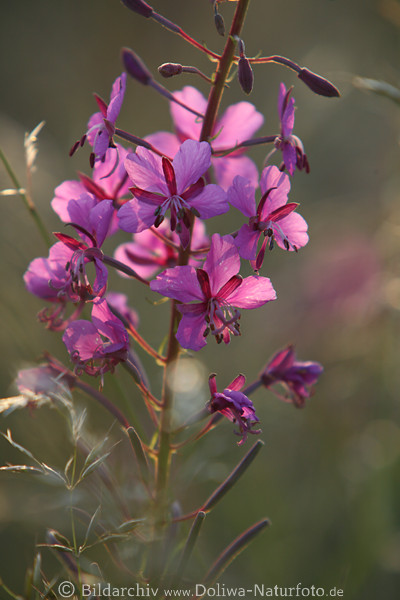 Weidenrschen lila Wildblume Violettblten
