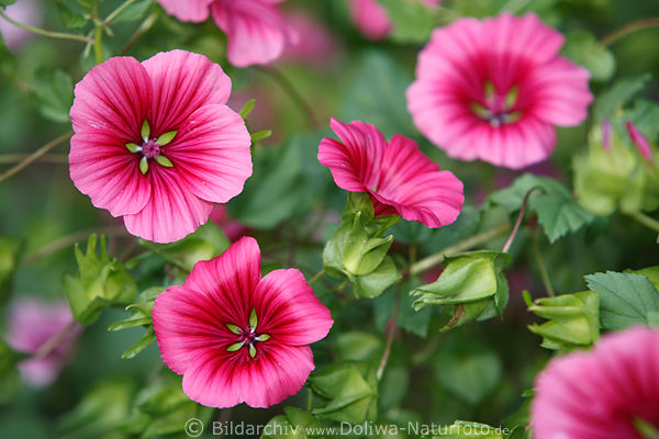 Winden Blumen Convolvulus zarte purpur Blten Frhling-Blmchen