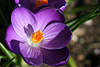 Krokus Makrofoto Crocus Safran Wildblume lila-violett Blüte Nahbild