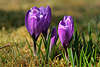 Krokusse lila-violett Blüten Sprossen Frühlingskrokus Wildblumen