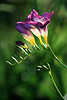 0288_ Freesie lila Blüte Foto in Gegenlicht, Freesia Schwertlilie violette Blüte, Knospen, pink freesia beauty flower