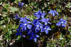 107118_Enziane Gentiana Fotos lila Blüten, Violettblüten wachsend, blühend in Natur Bilder mit Blättern