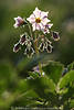 1102727_Violettblüte Kartoffel-Stängel lila Knospen Frühlingsfoto im Gegenlicht Saum Hochformat Aufnahme blühen über Grünblätter