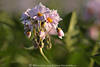 1102733_Makroaufnahme Erdapfelblüte violett lila Knospen Frühlingsblümchen Fotografie auf Ackerfeld