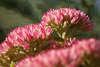 1104232_Fetthenne, Heilblatt Bild: lila-Rosablüten Makrovergrößerung am kunstvollen Schatten Hintergrund