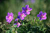 Wiesenstorchschnabel Naturfoto Geranium pratense rosaviolett Blüten-Fünfer