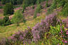Heidesträucher Berghang lila Heideblüten violett blühende Heidekraut