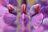 Lupinen weich palstisch Blumendetail abstrakt lila Blüten Nahaufnahme