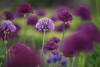 Zierlauchfeld violett Knoblauchblüten lila blühendes Blumenfeld selektive Schärfe