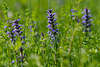 600617_ Kriechender Günsel Ajuga reptans Blüten im Grüngras, lila blaue Wildblumen, Frühlingsblumen in Natur