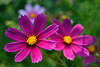 608642_ Cosmos Doppeltgefiederte Schmuckkörbchen lila-rot im Garten blühen