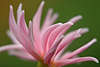 Dahlien Fotos Dahlia photos Kaktusdahlie Blüten Monk Marc eingerollte lila Strahlenblüten Bilder