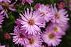 710621 Aster lila, rosa Blüten, Herbstaster Aster novae-angliae violetten Blüten, Asterblüten in Garten blühend