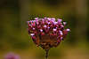 710635_Sand-Thymian Thymus serpyllum Foto, violett Blmchen Bltenstand in Dolde, Thymian Miniblten