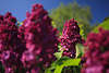 801826_ Flieder lila-rot dunkle Blütenstände Fotos: Bogenflieder Syringa reflexa blühende Fliederart Strauch