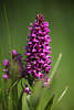 802201_ Orchideen Fotos violetten Blütenpflanzen Knabenkraut Griffelsäule, Blütensäule Naturbilder