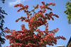 Echter Rotdorn viele Rosablüten Crataegus laevigata dicht blühender Strauch