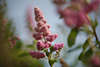 806085_ Spieren Blüten Fotos: Weiden-Spierstrauch Spiraea salicifolia Bilder _5x