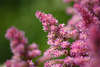 Astilben Ziergräser Dekostrauch violette Blüten x crispa “Perkeo” lilarosa Blütenstand Bilder