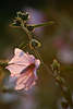 Lavatera thuringiaca Gartenmalve-Blüte rosa-violett Faltenblümchen in Gegenlicht