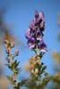 812946_ Blauer Eisenhut Bild Aconitum napellus violett blaue Kelche auf Stengel
