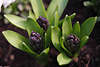 904020_ Hyacint Blue Pearl  Foto, Hyacintart Blütenknospen in Grünblätter am Boden im Frühlingsbild