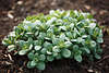Fetthenne Grünblätter Dickblattgruppe Sedum telephium hybridum “Matrona” Zierform