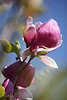904255_ Magnolia grandiflora lila violetten Blüten des Tulpenbaum