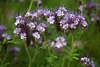 910218_ Büschelschön Fotos Phacelia tanacetifolia blau-violett Blüten behaart mit Drüsen -“Antennen” Bild